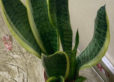 适合冬天室内养殖的花卉 冬天室内可以养殖的花卉有哪些