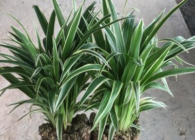 吊兰怎么养才能更绿 吊兰养护成绿瀑布需要满足哪些硬性条件