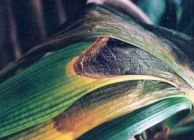 蝴蝶兰炭疽病发病原因 蝴蝶兰炭疽病的发病原因及治疗方法