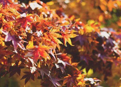 枫叶象征含义 枫叶的寓意和象征