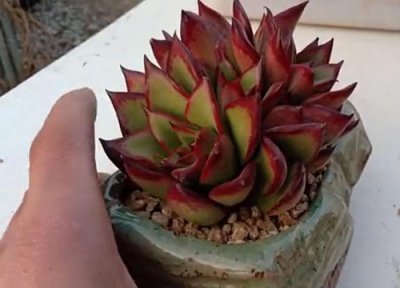 多肉植物怎么移栽养才变色 新手栽培多肉植物的步骤