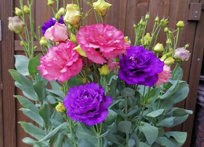 桔梗花对猫咪有毒吗 猫吃洋桔梗会中毒吗