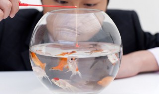 鹦鹉鱼缸多久加盐合适 养殖鹦鹉鱼需要放盐在鱼缸里吗