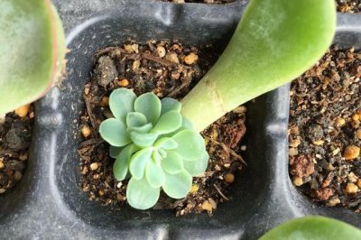 多肉叶插能不能用爆芽素 多肉植物爆芽素怎么使用