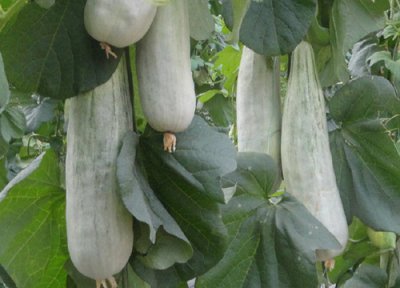 羊角蜜几月份种植 羊角蜜适合几月份种植