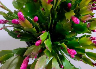 蟹爪兰总是掉花苞 刚买的蟹爪兰不断掉花苞的原因