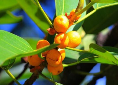 高山榕的养殖方法 高山榕的养殖方法和注意事项