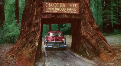 世界上最大的树是什么树 世界最大树有多大 叫什么名字