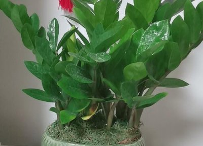 摇钱树开花吗 开的花长什么样子