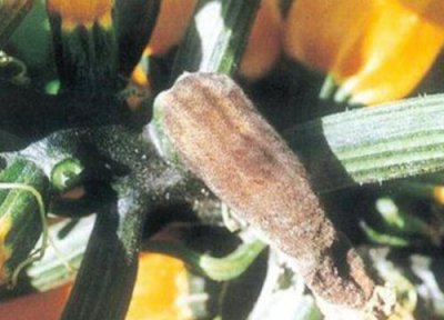 西葫芦种植中常见病害 西葫芦病虫害防治技术与方法措施