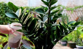 冬季客厅适合养什么树木 冬季客厅适合养哪种树木