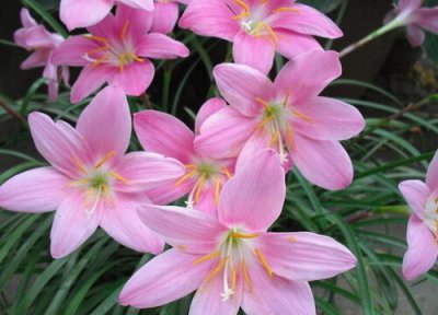 葱兰花的花期时间 葱兰花期是什么时候