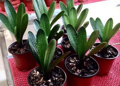 君子兰放在卧室对身体有害吗 卧室里放君子兰影响睡眠吗