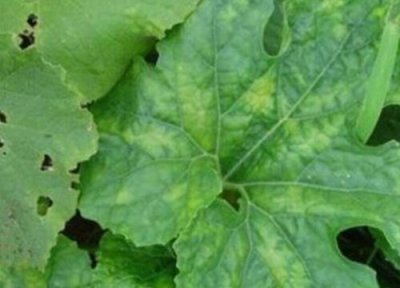 冬瓜种植中常见病害 冬瓜病虫害的防治方法与技术