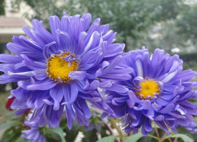 百日菊是一年生还是多年生 一年种了第二年还出吗