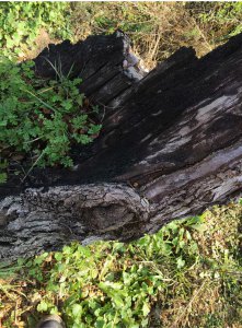 雷击木的功效与作用 高价收购被雷击的枣木干嘛用的