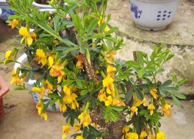 雀梅开花吗 开花是什么样子的