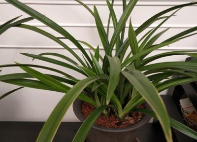 兰花用总浇水吗 兰花如何浇水和防虫长势才更旺