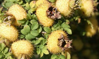 刺梨怎么泡水 刺梨泡水喝的正确方法