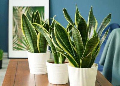 虎尾兰品种 虎尾兰哪个品种好