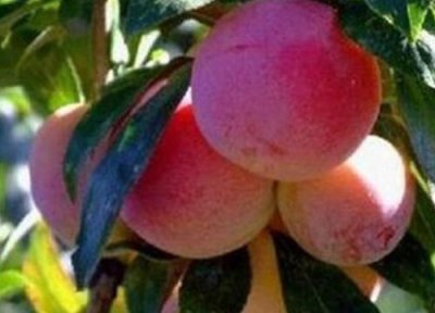 四川李子成熟时间 四川李子什么时候成熟