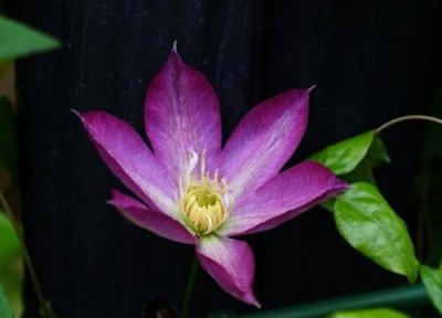 铁线莲休眠时间 铁线莲什么时候休眠