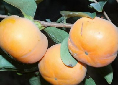 柿子和西红柿有什么区别图片 番茄和西红柿是一类吗