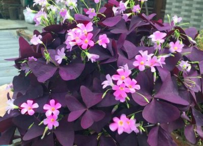 酢浆草耐寒 酢浆草怎么过冬天