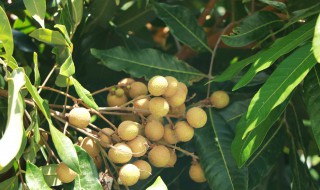 冬季果树修剪施肥方法 果树冬季修剪及生长期修剪