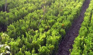 黄杨什么时候扦插好 黄杨从5月中旬至8月上旬都可扦插对吗