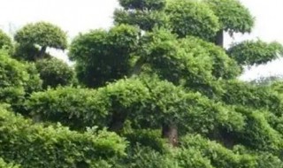 榆树中秋前后可以种吗 榆树中秋前后可不可以种