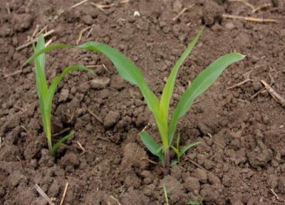 玉米苗期的田间管理技术 玉米播种出苗后的栽培技术