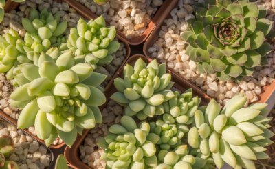 网购多肉带土直接上盆可以吗 网购带土球多肉植物栽种方法