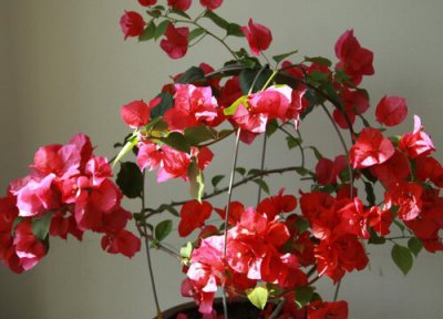 三角梅夏天为什么不开花 三角梅夏季不开花如何处理