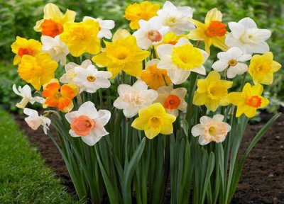 洋水仙花期时间 洋水仙花期是什么时候