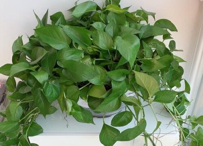 属马养什么植物旺财运 属马的养什么植物最旺财运