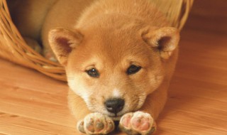 狗笼怎么挑尺寸 如何给狗选择笼子大小