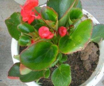 四季海棠繁殖方法和注意事项 懒人扦插四季海棠方法