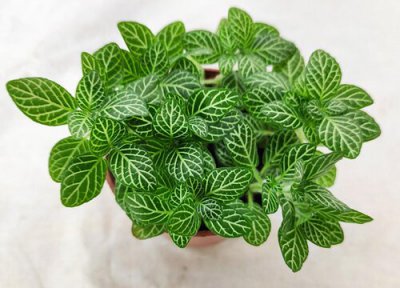 网纹草耐寒 网纹草怎么过冬天