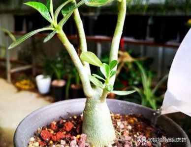 沙漠玫瑰茎部发软是什么原因 茎干软软的腐烂是怎么回事