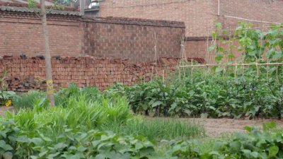 经常下雨对蔬菜有什么影响 长期下雨露天蔬菜注意事项
