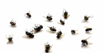 灯光下的小飞虫怎么消灭 消灭小飞虫和蚊子的小妙招