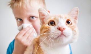 怎么找猫 猫丢了怎么找