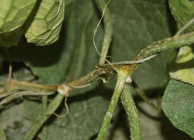 香瓜种植中常见病害 香瓜病虫害防治技术与方法措施