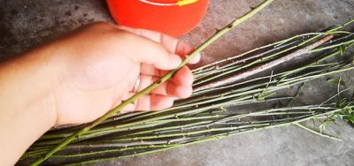 棒棒糖月季嫁接砧木的选择 山木香蔷薇作为砧木嫁接月季