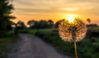 蒲公英根怎么泡水 蒲公英根茶怎么泡正确