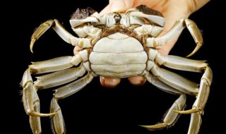 怎么挑螃蟹才是肥的 如何挑选肥的螃蟹