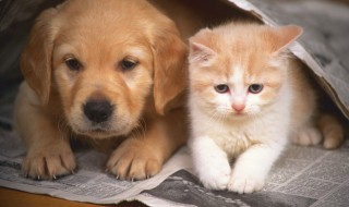 小猫咪呕吐是怎么回事 猫咪呕吐是什么原因