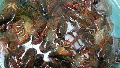 钓龙虾的技巧分享 掌握小龙虾垂钓方法一个小时钓一大桶