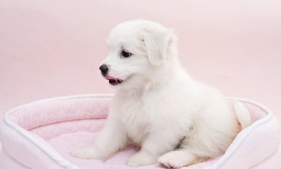 一般狗狗寿命有多长 各种狗狗的寿命一般是多少年